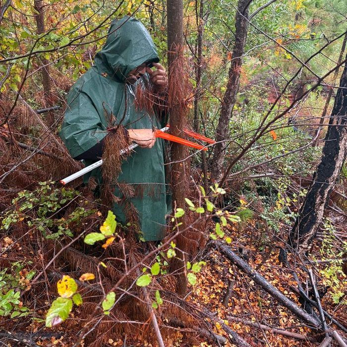 Medición de diámetro en el sotobosque