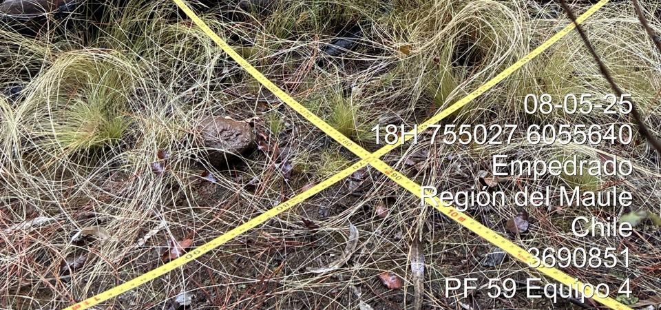 Centro de parcela forestal: cruce de huinchas con coordenada GPS