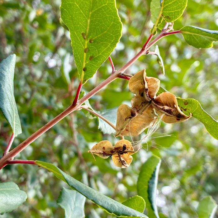Patagua con frutos secos